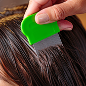 fine toothed lice comb being put through hair